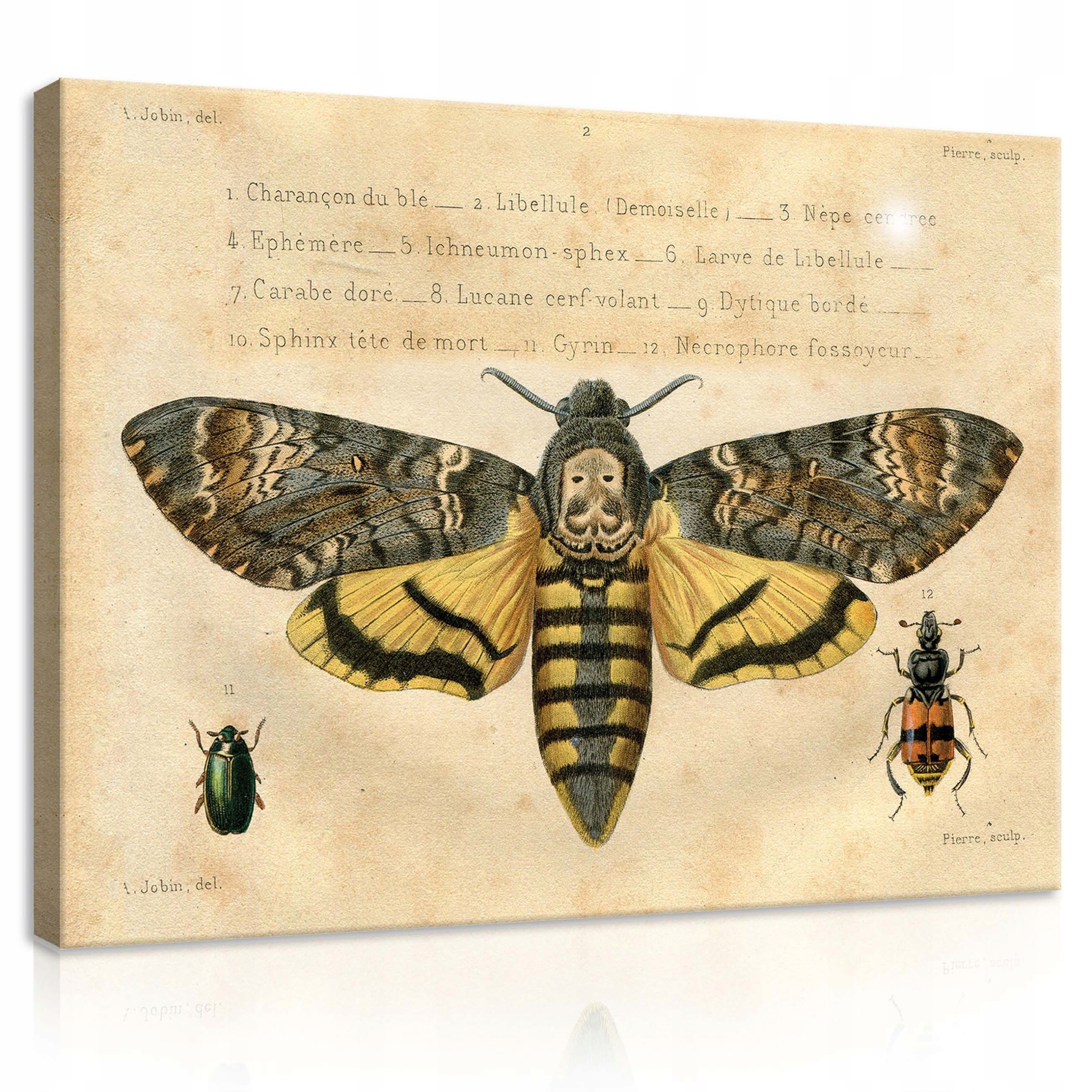 Obraz 100x75 Motýl mrtvá hlavička Acherontia brouci hmyz entomologie