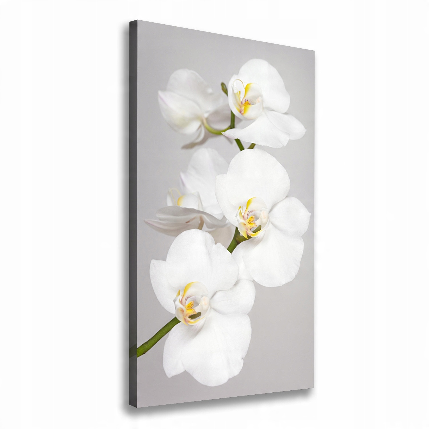 

Foto obraz na płótnie Biała orchidea 60x120 cm