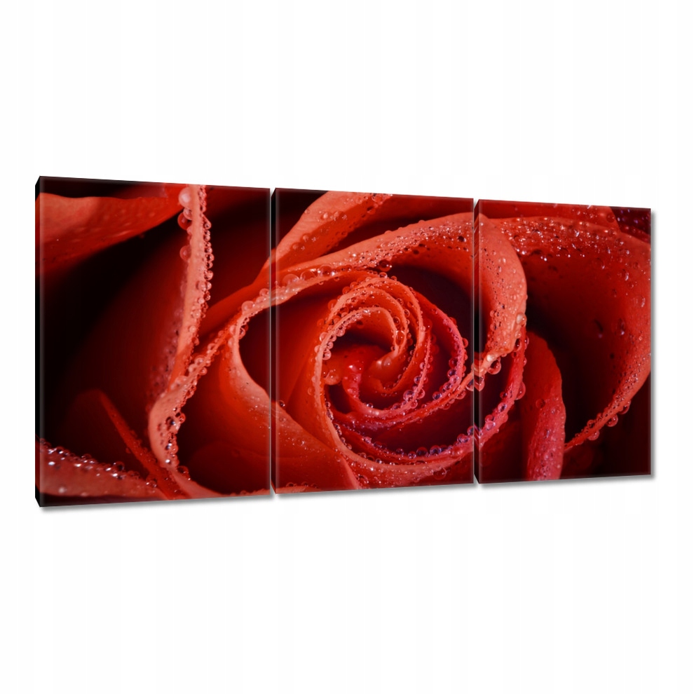 

Obrazy 120x60 Krople rosy na róży