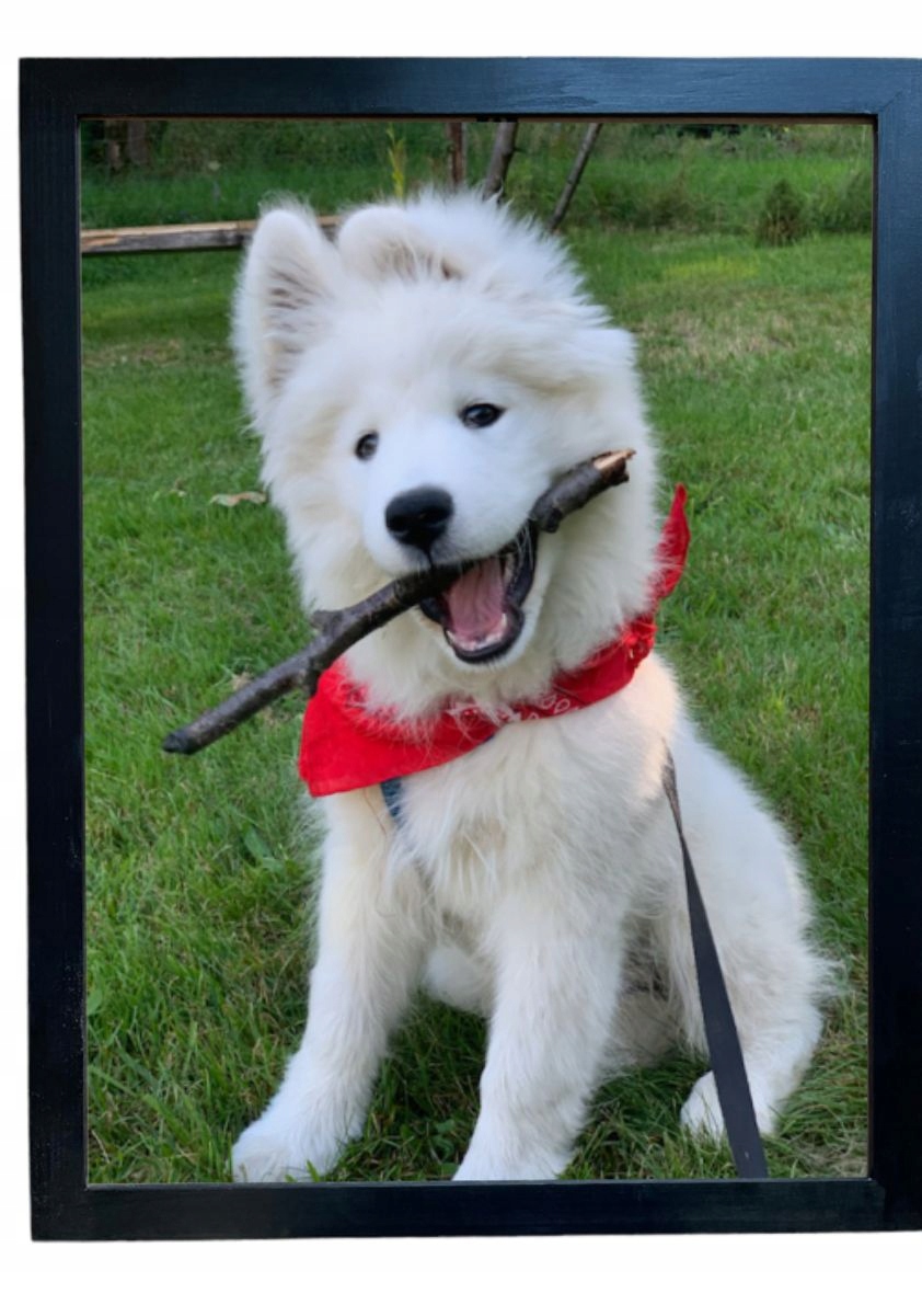 RAMKA DREWNIANA 40x60 CZARNA LISTWA 2,2/1,3CM NA ZDJĘCIE PLAKAT PUZLE