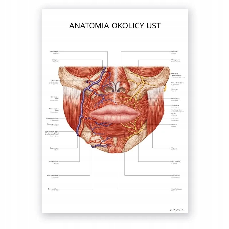 Plakat anatomiczny Anatomia Okolicy Ust plansza do gabinetu Marta Pawelec