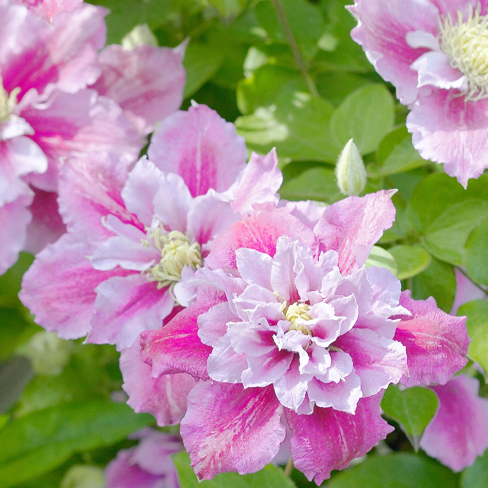 Powojnik wielkokwiatowy 'Piilu'