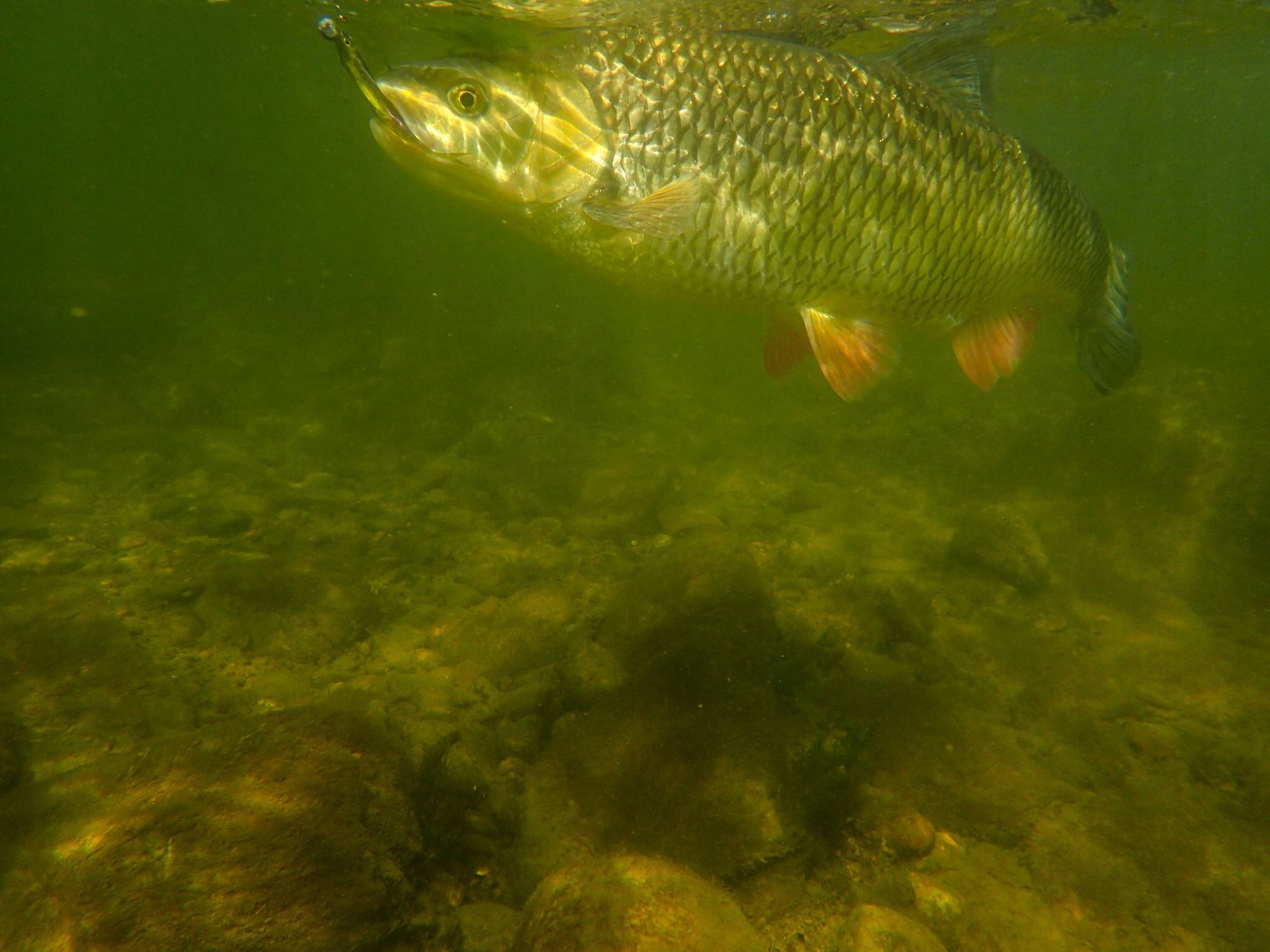 Kopyto FlashJ Shad 7.6 cm Fish Arrow Pstrąg Okoń! Model Flash-J Shad