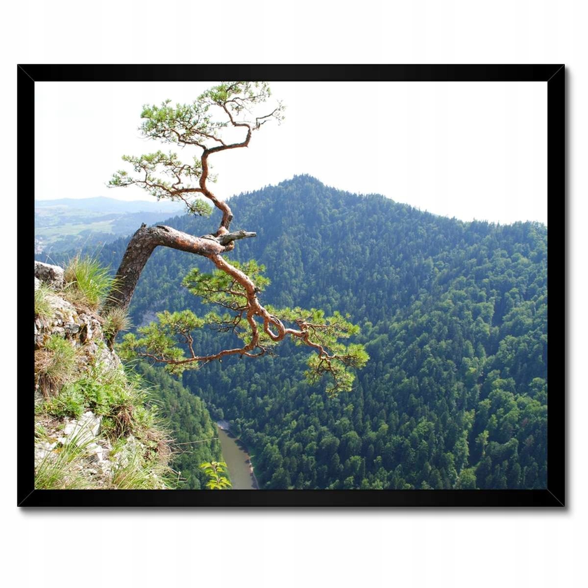 Plakáty v rámu 50x40 Osamělý strom