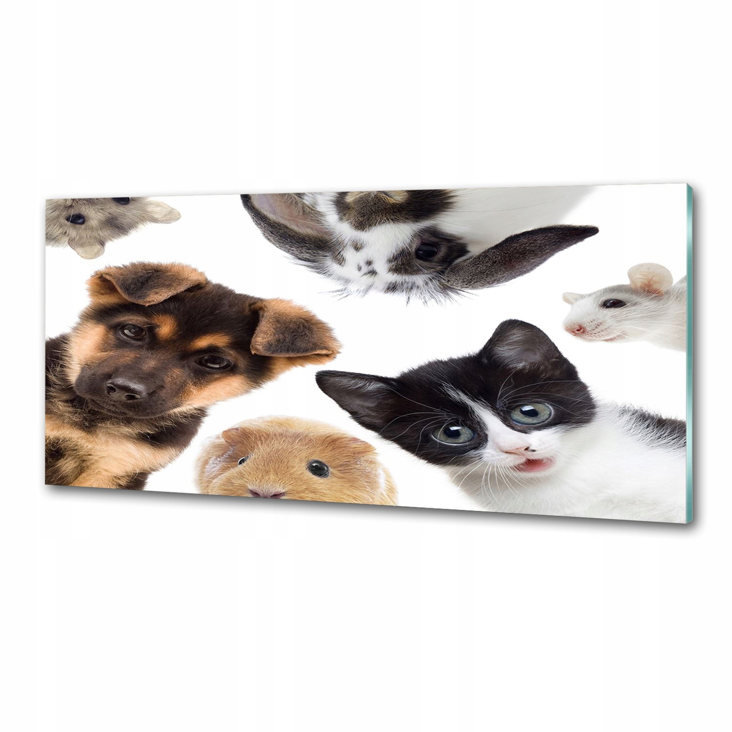 Panel do kuchyne Domáce zvieratá 125 x 50 cm Lepidlo
