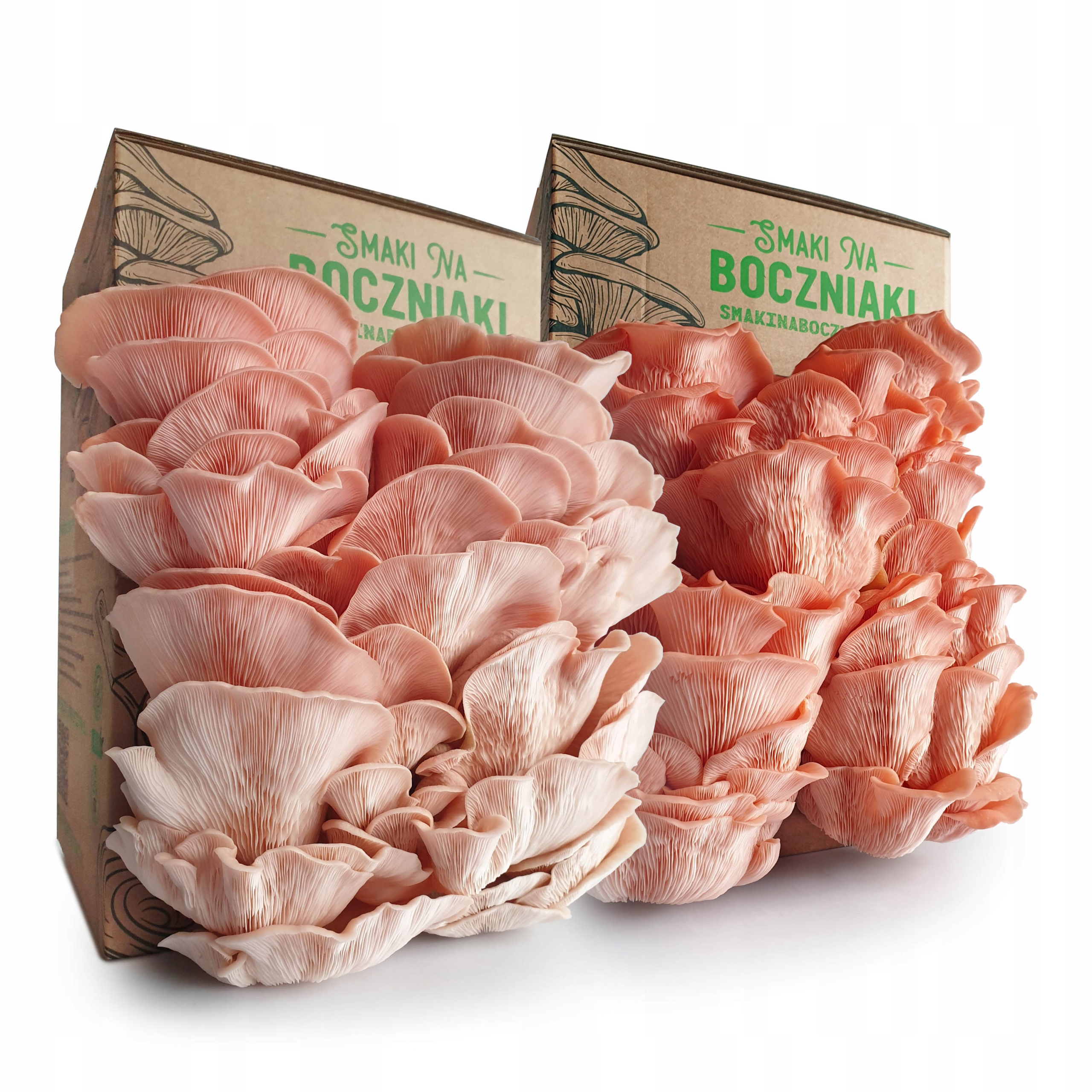 Levně Pink – hlíva růžová a Sakura pro domácí pěstování