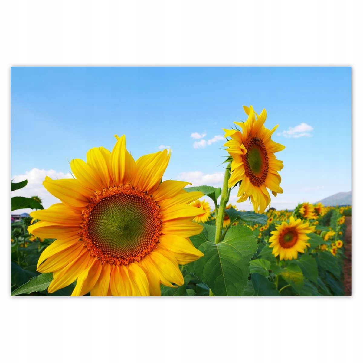 Plakáty 200x135 Slunečnice Nebe