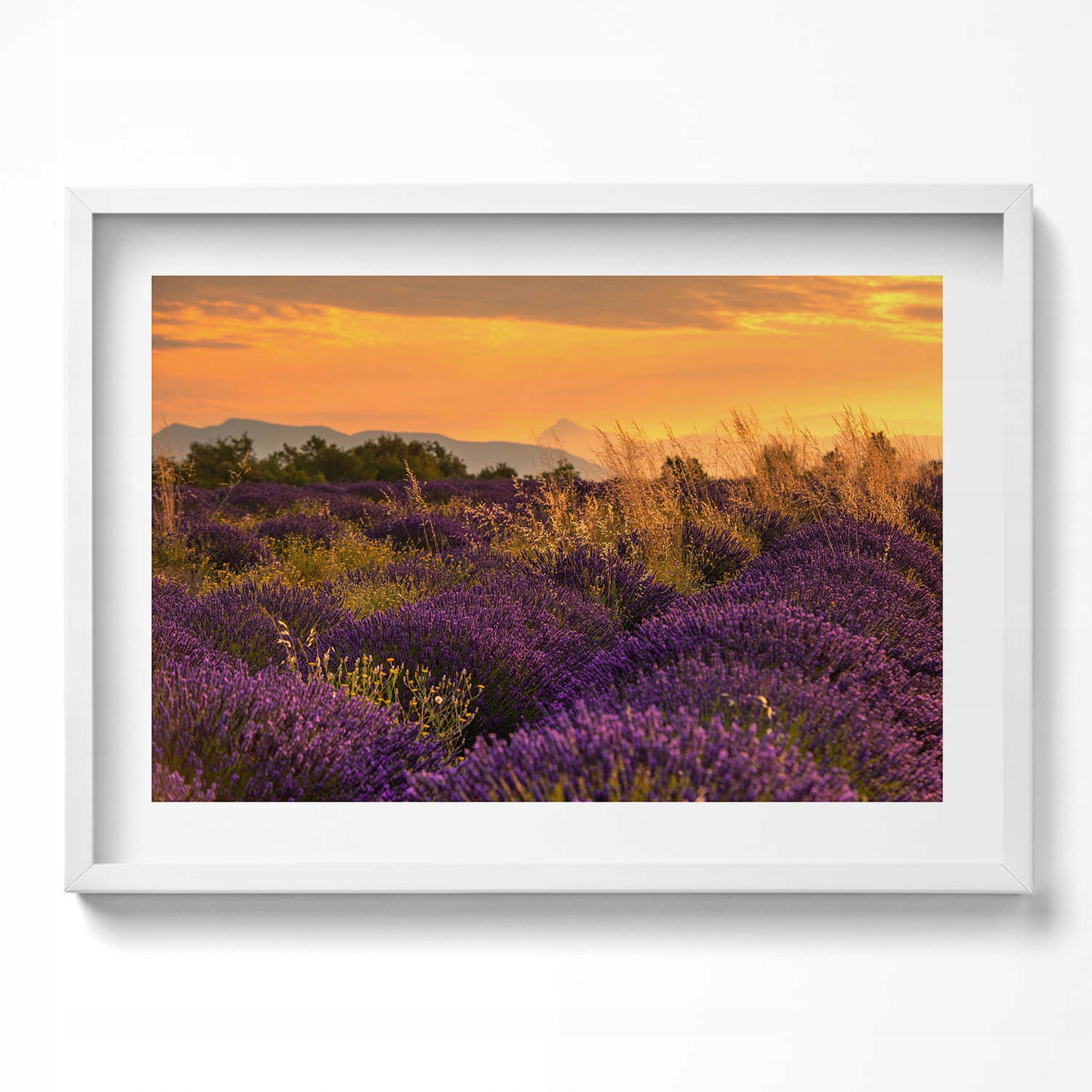 Nástěnný obraz dekorace interiéru Levandulová louka Provence Francie 70x50 cm