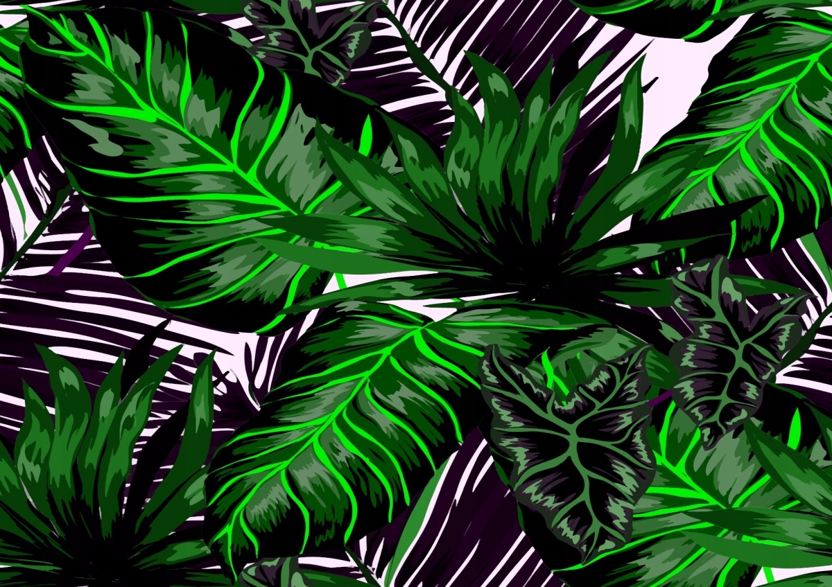 

Fototapeta Flizelinowa Liście Monstera - 312x219