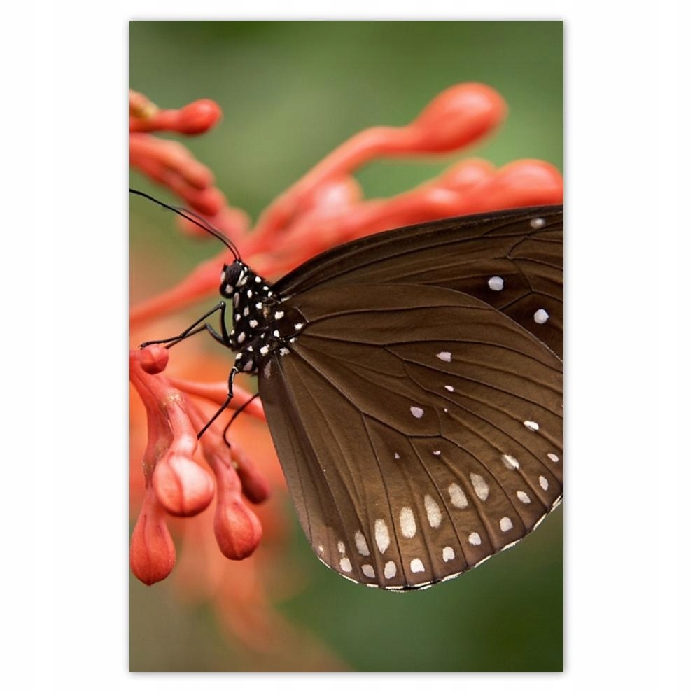 

Plakat 62x93 Brązowy motyl