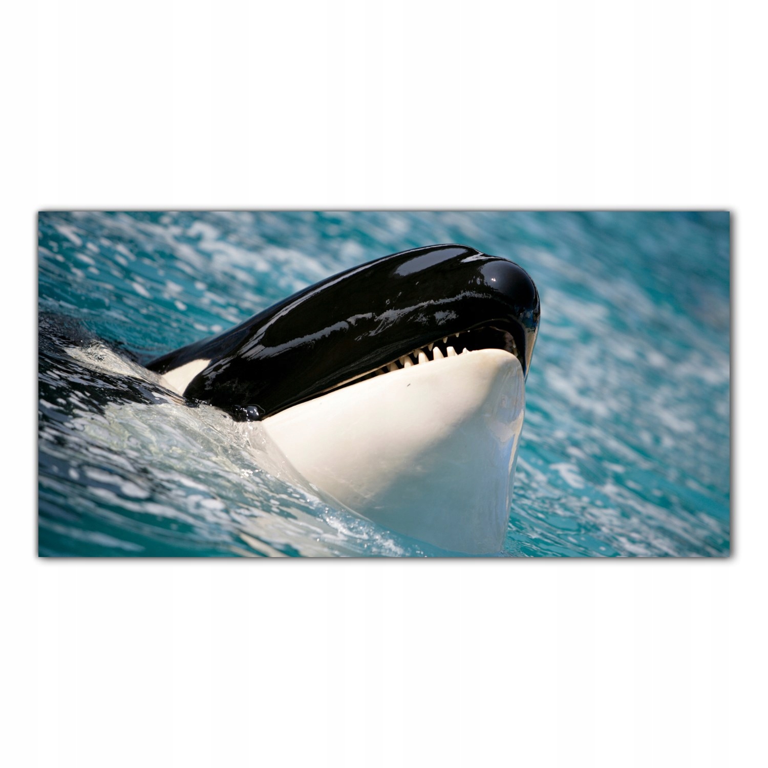 

Obraz Szklany Foto-obraz Orka Ocean Woda 120x60