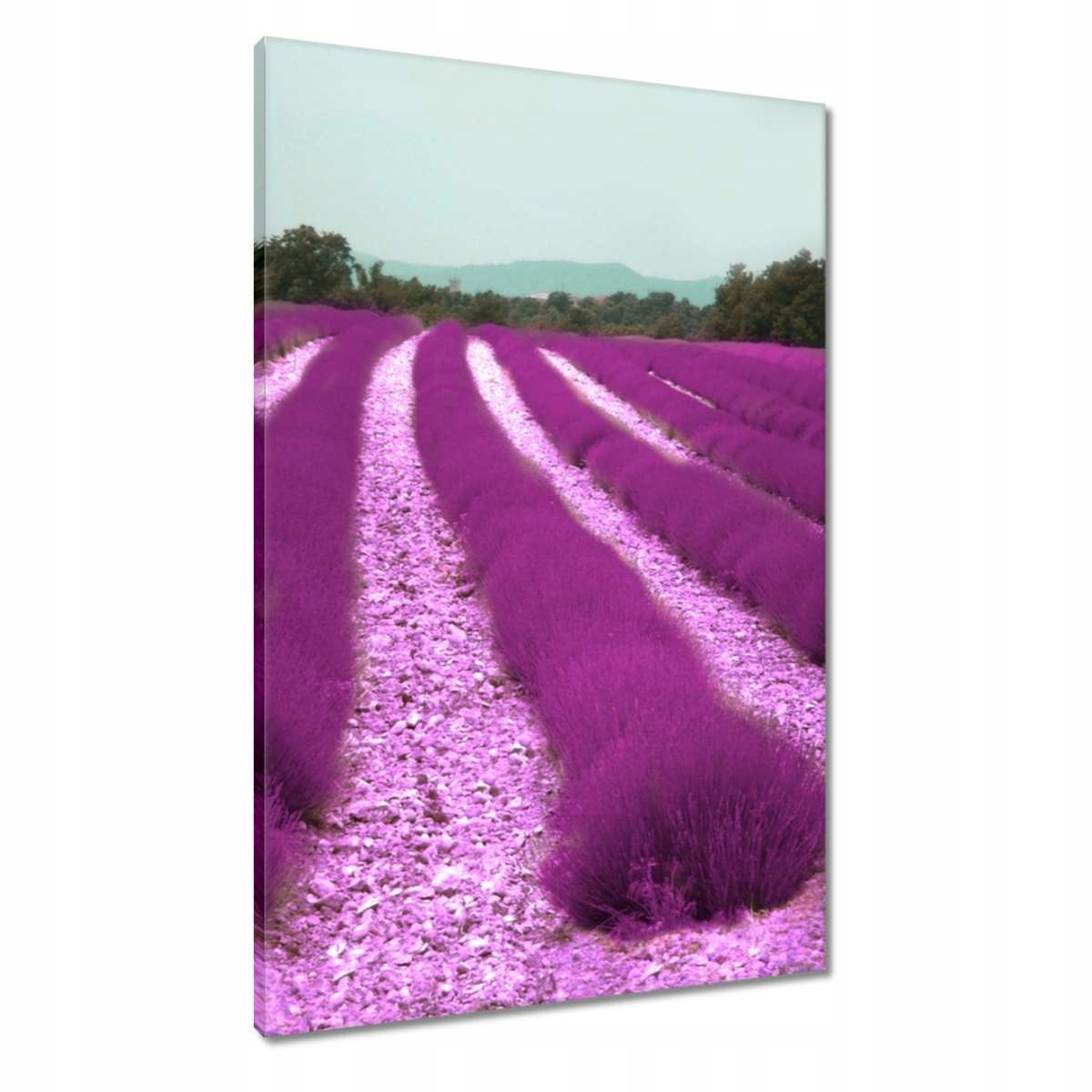 Obrazy 60x90 Pole levandule
