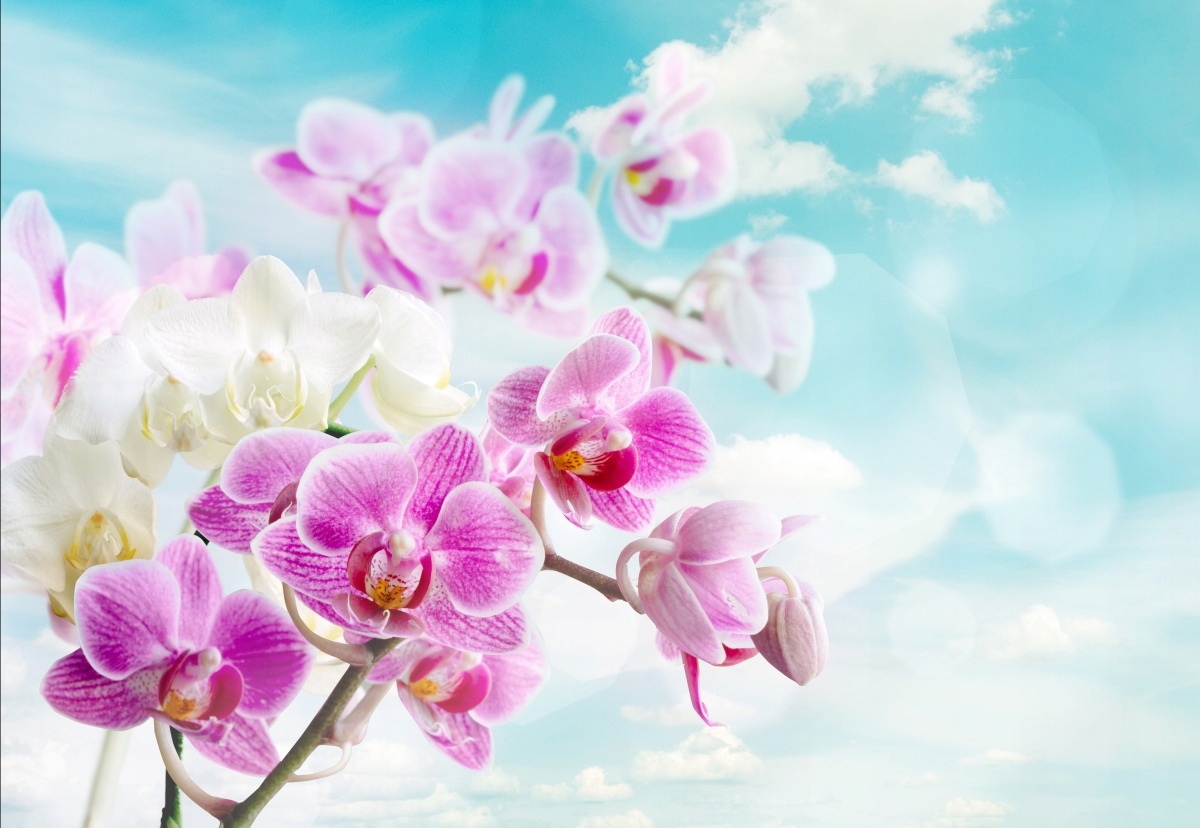 

Tapeta flizelinowa Storczyki Niebieski 152x104