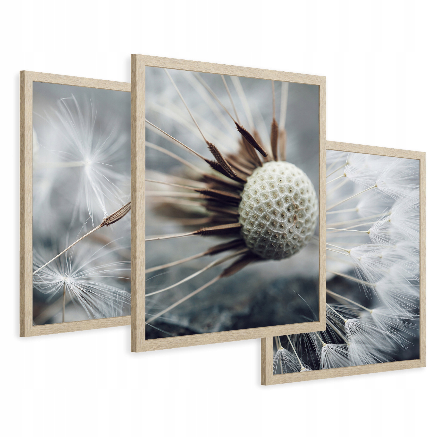 Zestaw Obrazy w ramie plakaty dmuchawce makro natura kwiaty tryptyk 43x99