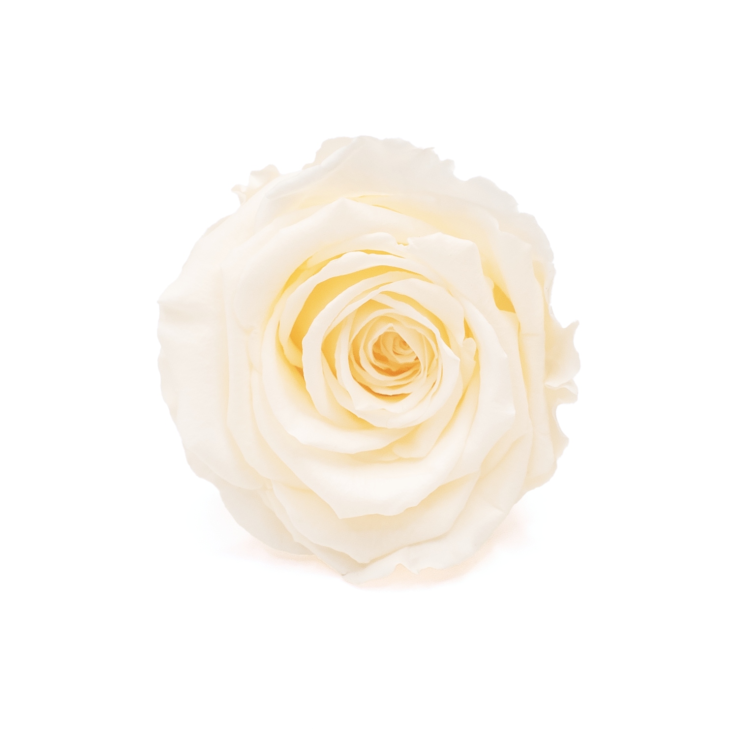 Róża stabilizowana, róża wieczna kremowa 6szt. roz. xl flower box dekoracje