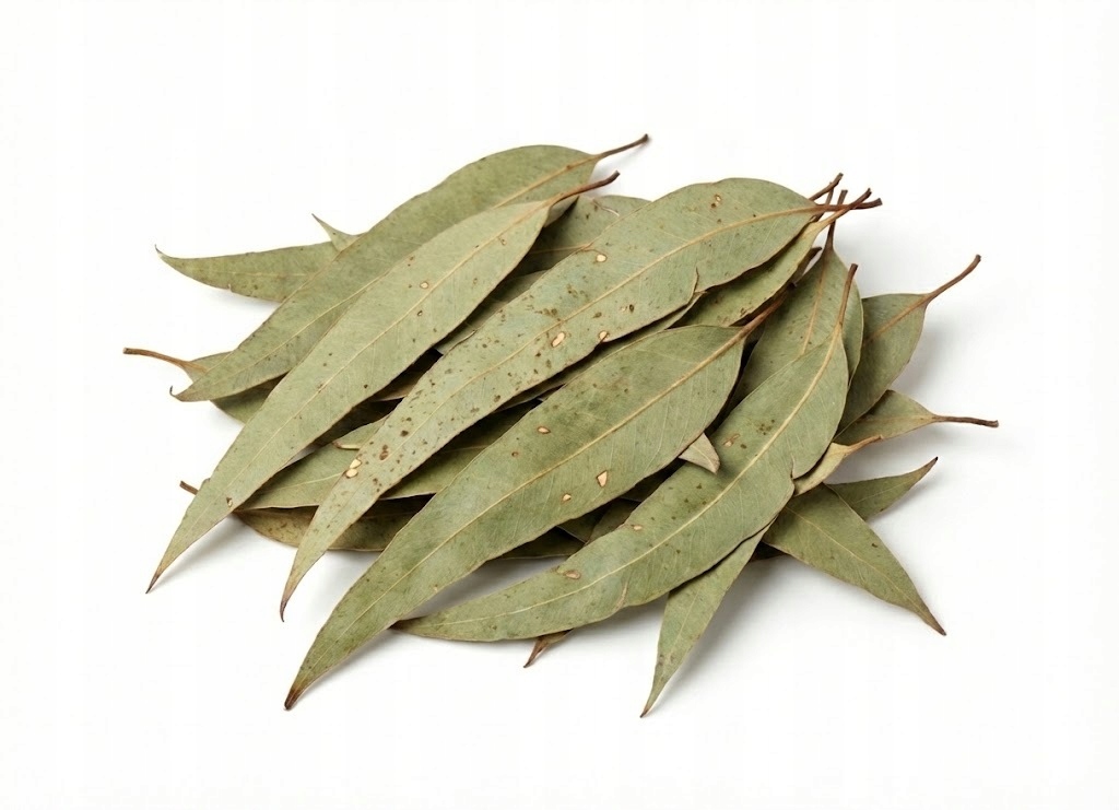 Eukaliptus liść eukaliptusa 5 kg Aromatika