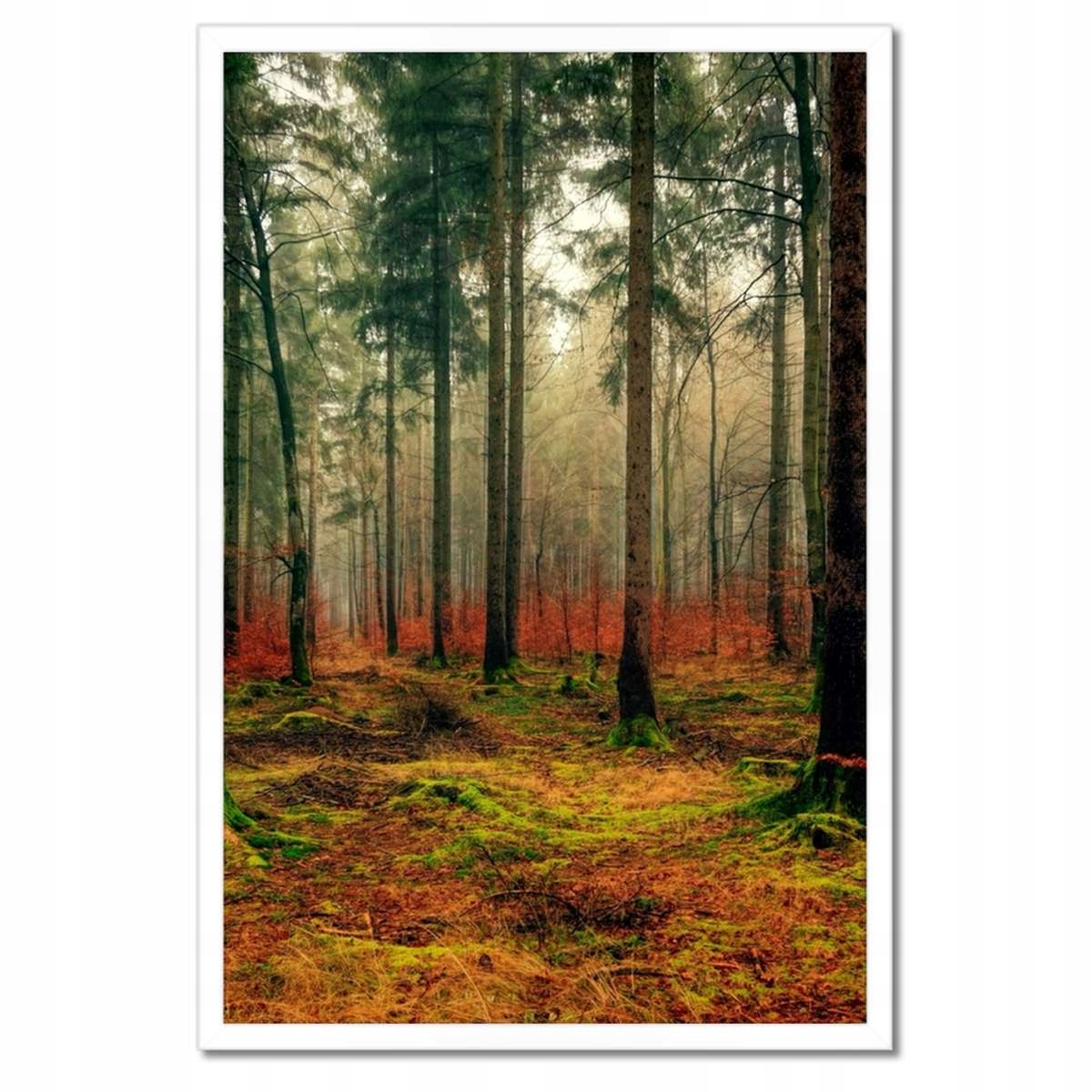 Plakáty v rámu 40x60 Lesní krajina Pohled