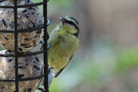 KARMNIK KARMIDŁO NA KULE TŁUSZCZOWE DLA PTAKÓW Kod producenta 55626