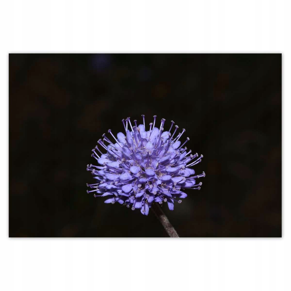 Plakáty 200x135 Den žen Dárek Láska