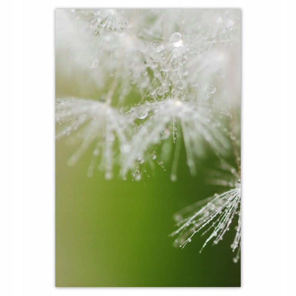 

Plakat 62x93 Dmuchawiec Kwiat Kwiatki