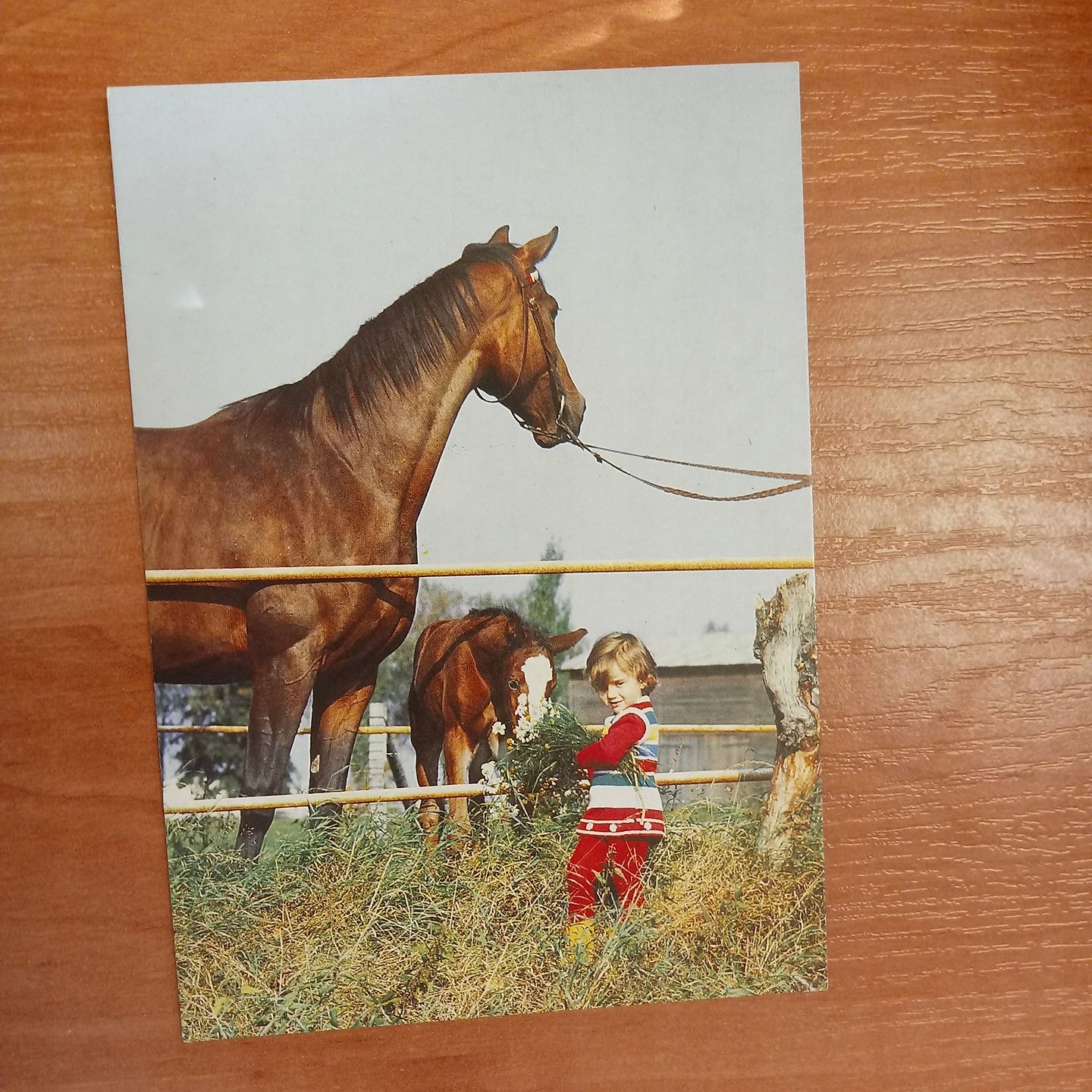 KONIE KLACZ CZARNOBREWA STADNINA KONI LISKI 1988 R. 16361 F