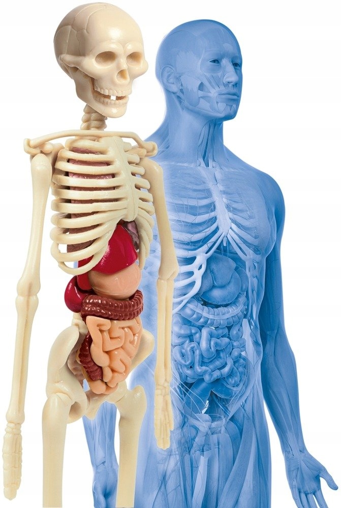 Clementoni CIAŁO LUDZKIE Naukowa Zabawa 50515 NEW Bohater brak