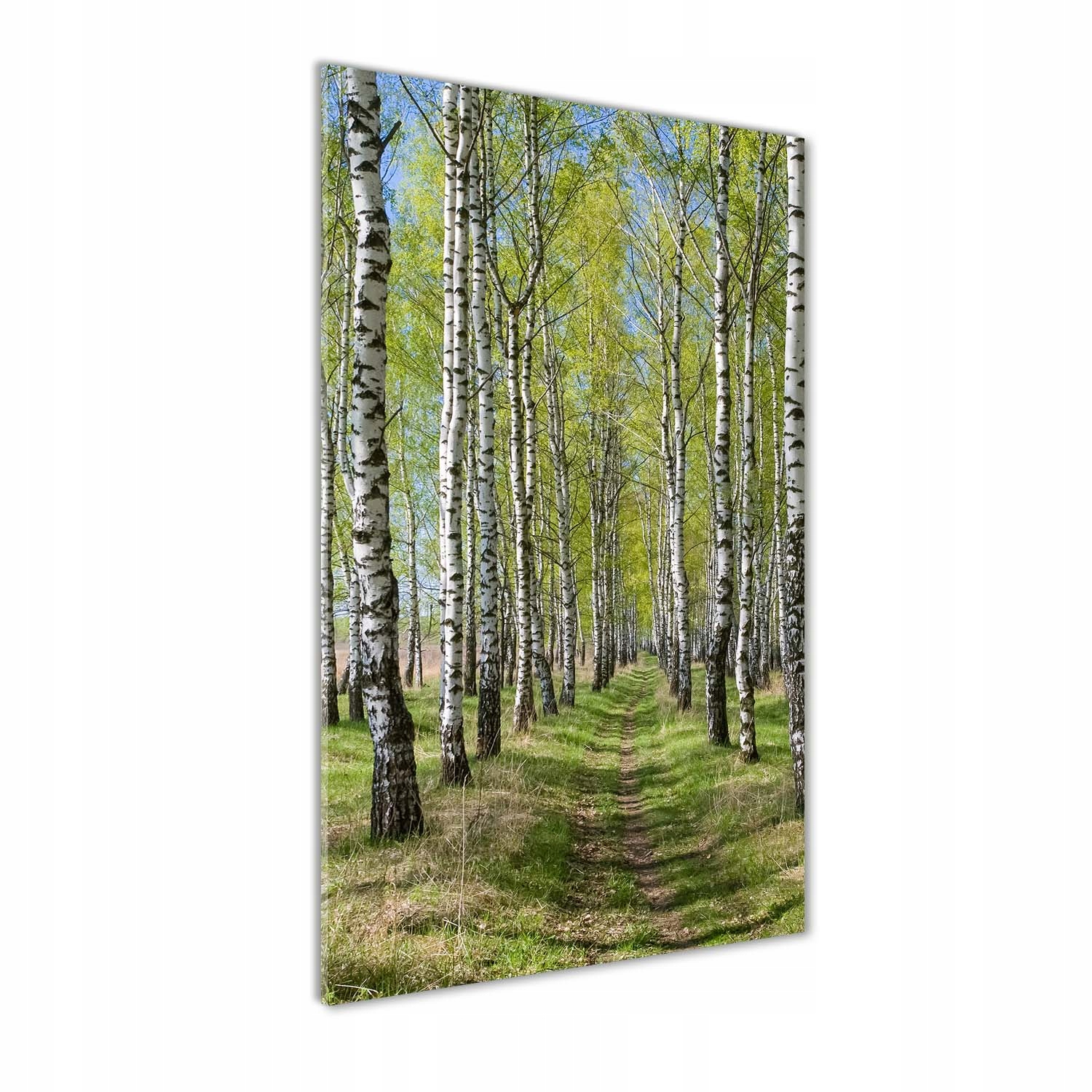 

Foto obraz szkło hartowane Las brzozowy 50x100 cm