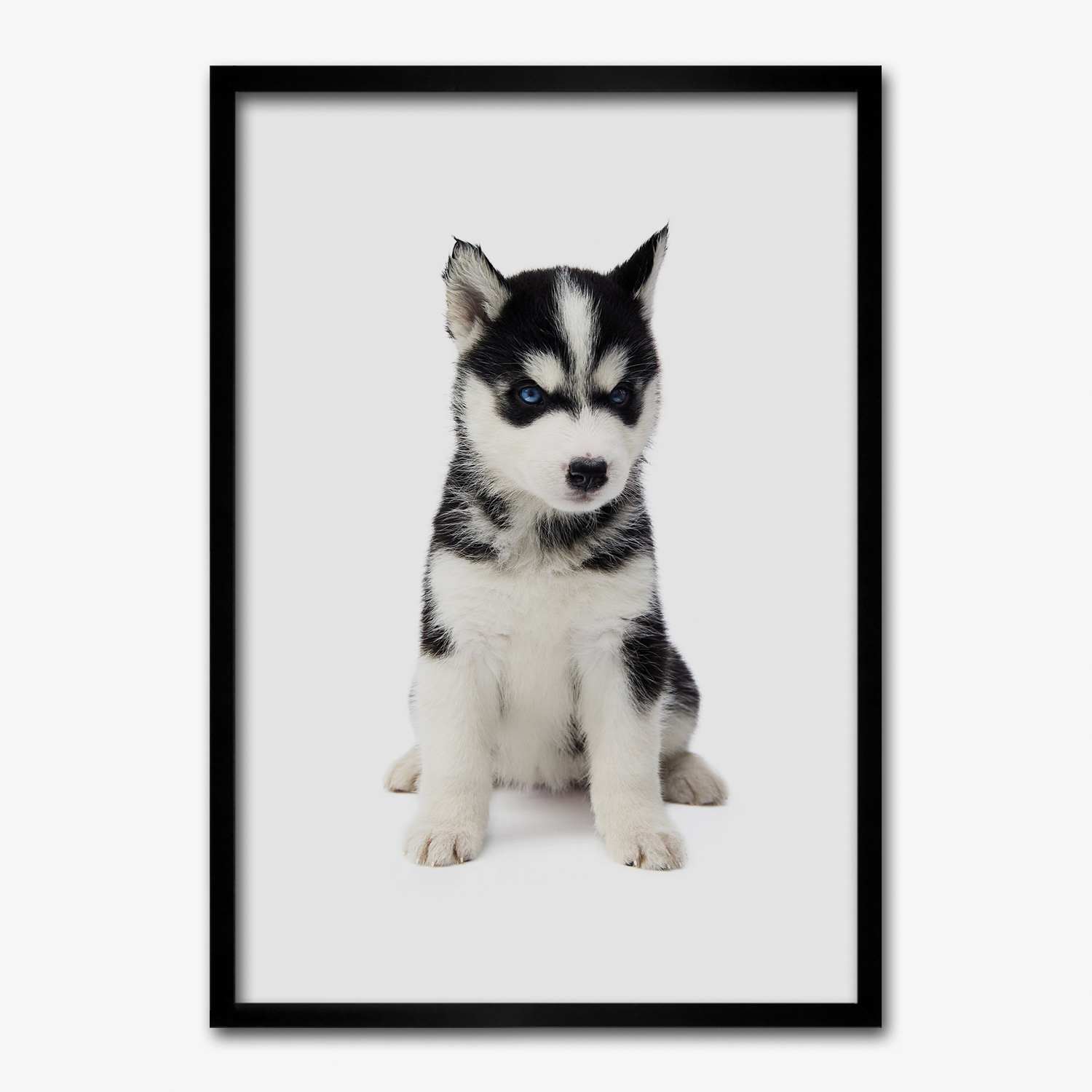 Obraz v ráme Mdf Pes husky šteniatko 70x100 cm