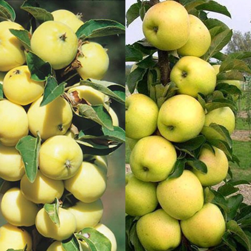 Jabłoń kolumnowa Bolero