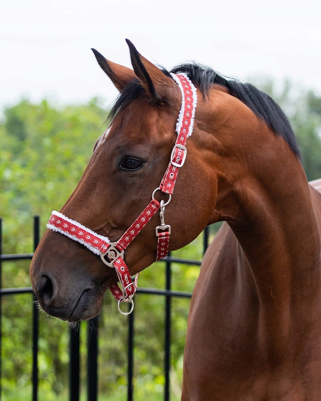 Qhp kantar Christmas Rudolph Pony