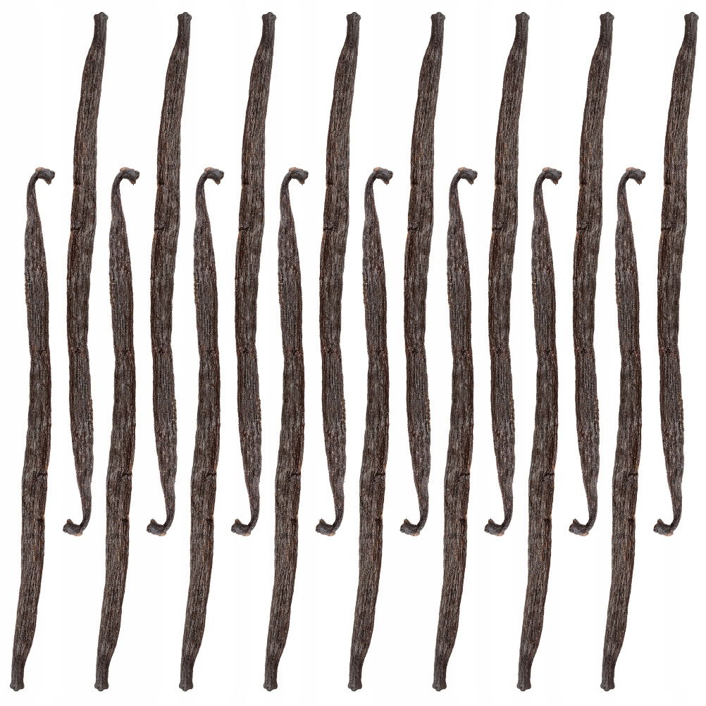 Laska Wanilii 13-16 cm Wanilia Laski Madagaskar Jakość 1 Kol-Pol 16 sztuk