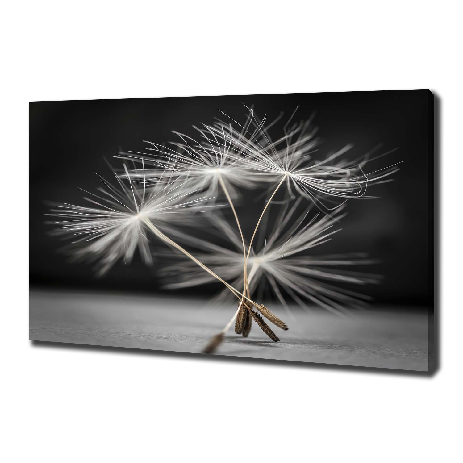 

Foto obraz na płótnie Nasiona dmuchawca 100x70 cm