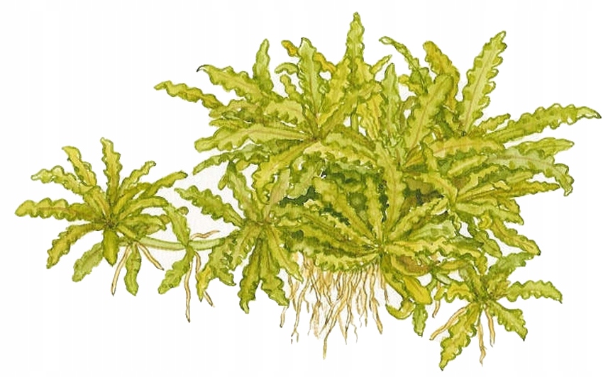 Pogostemon helferi-TROPICA (корзина)