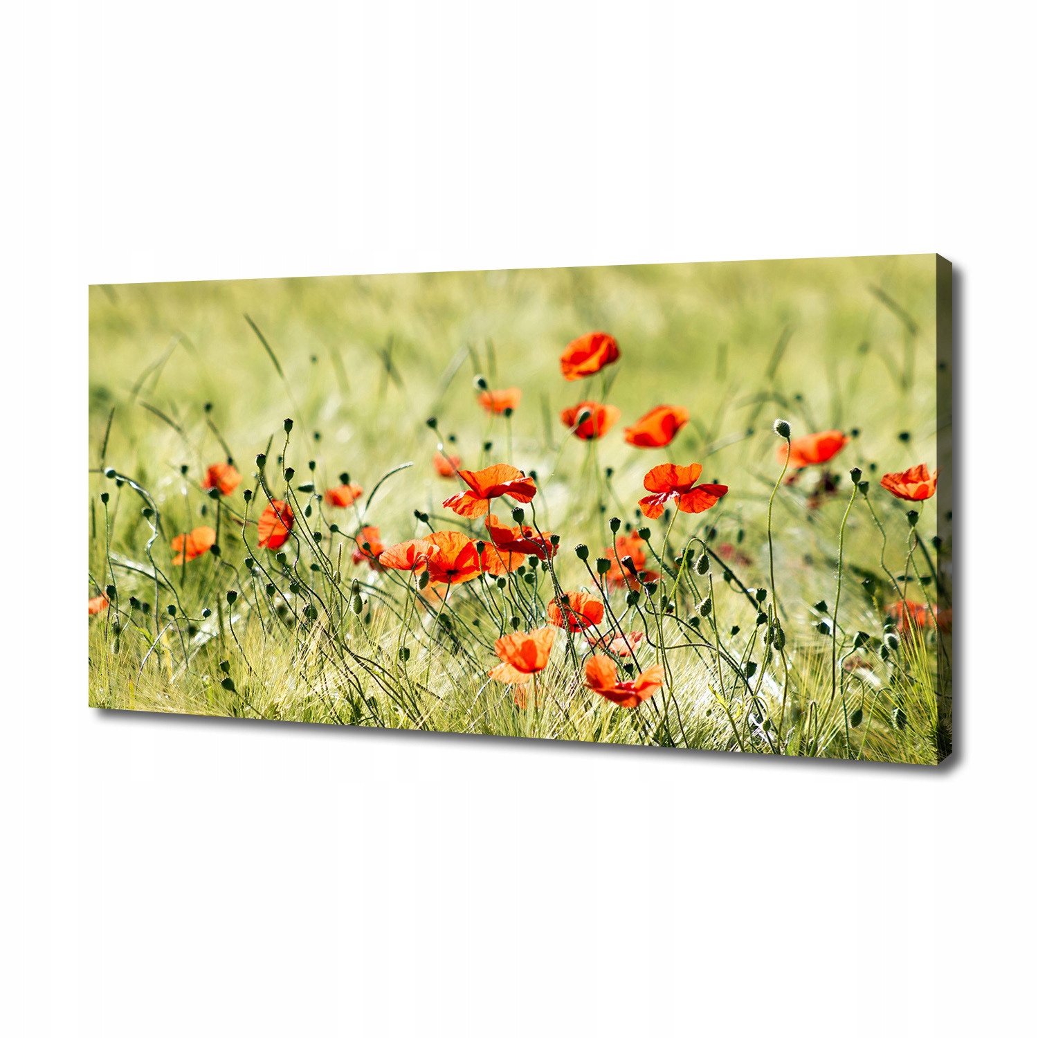 

Obraz zdjęcie na płótnie nowoczesny Maki 140x70 cm