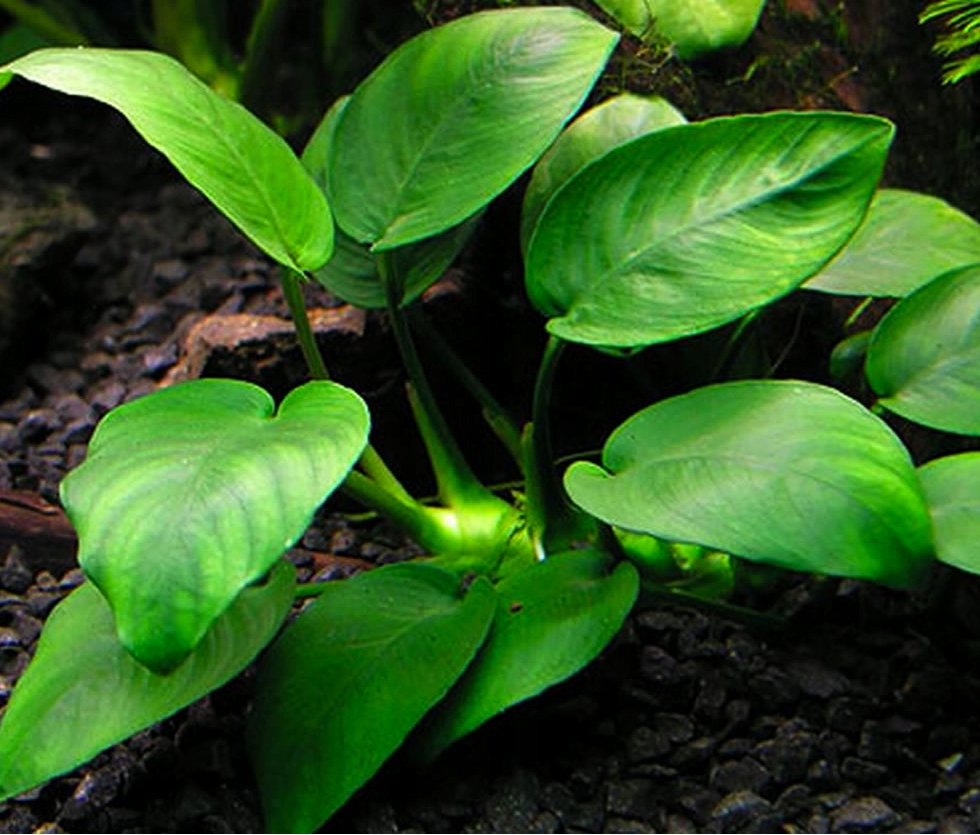 Anubias barteri - RA koszyk