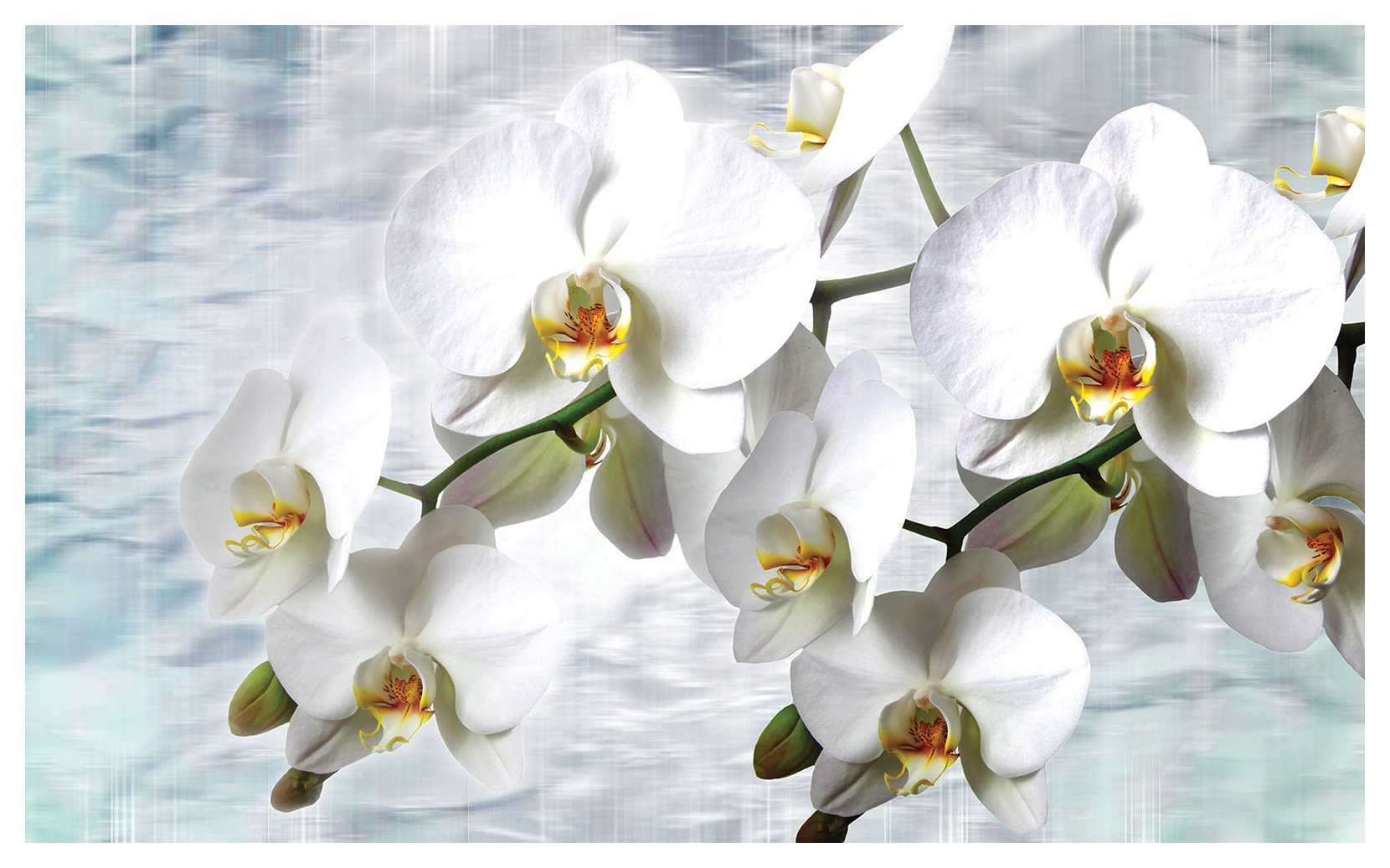 Fototapeta Bílé orchideje vinylová jemnost 208x146 lepidlo
