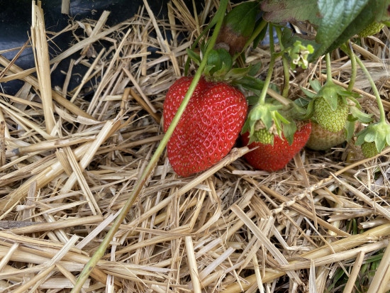 

Słoma Ściółka Pod Truskawki Do Warzywa Rośliny XXL