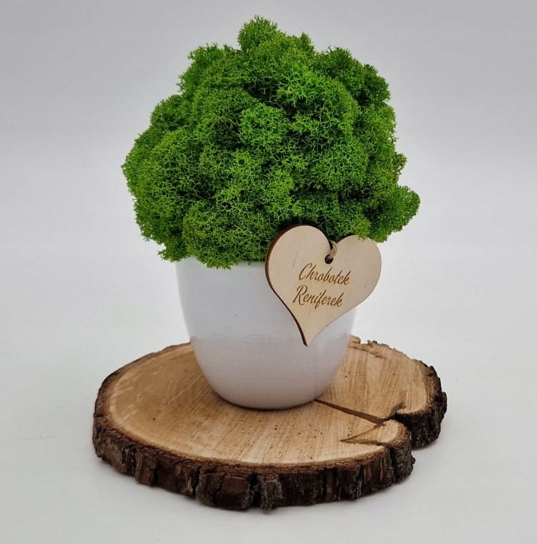 

Chrobotkowy las mini ceramiczna doniczka 6cm