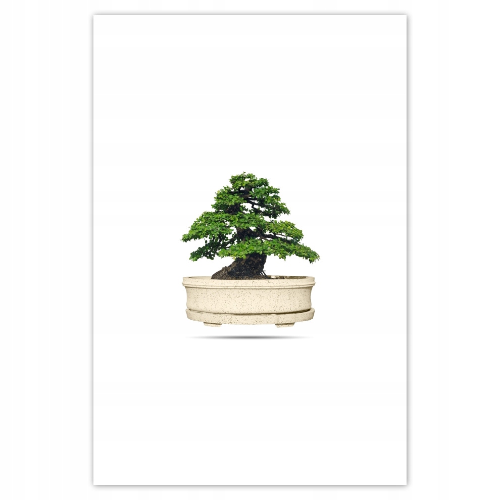 

Plakaty 62x93 Drzewko Bonsai