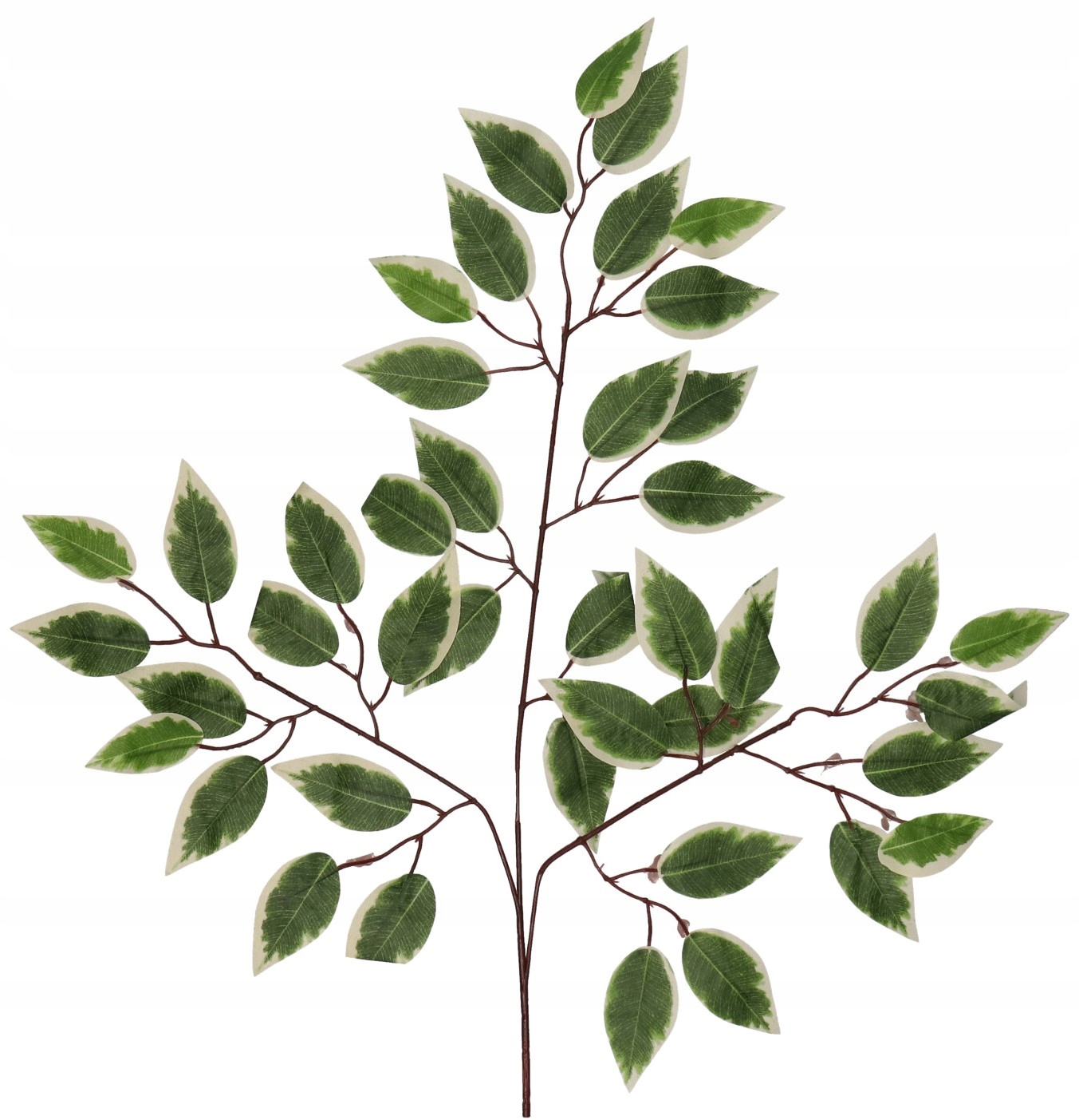 

Liść Liście Benjamina Gałązka Liści Zielona Duża