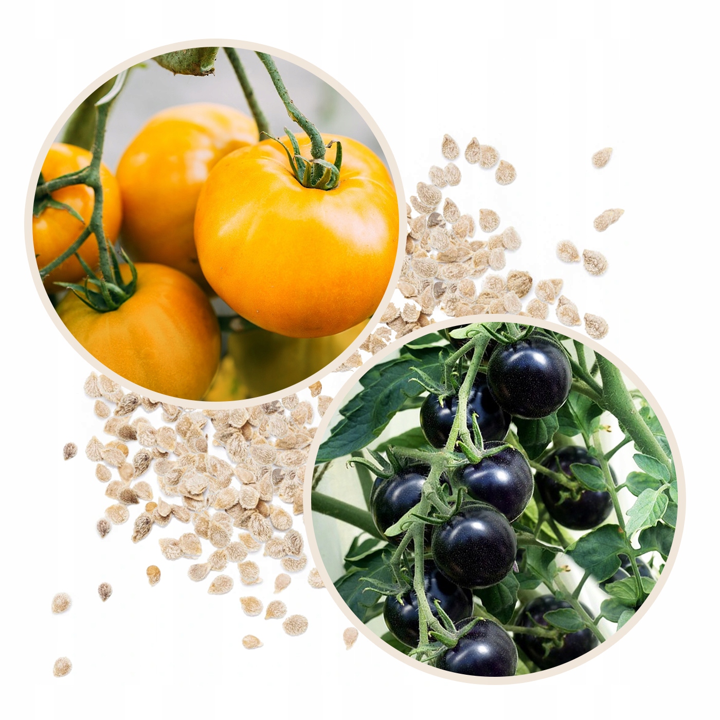 TUNEL FOLIOWY 6m2 OGRODOWY SZKLARNIA 2x3m FILTR UV Szerokość produktu 200 cm