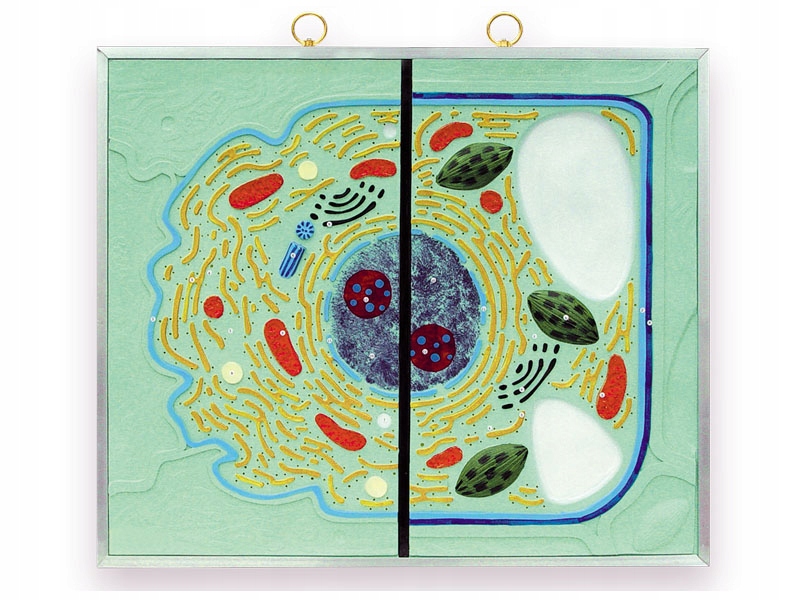 Komórka zwierzęca i roślinna. Tablica