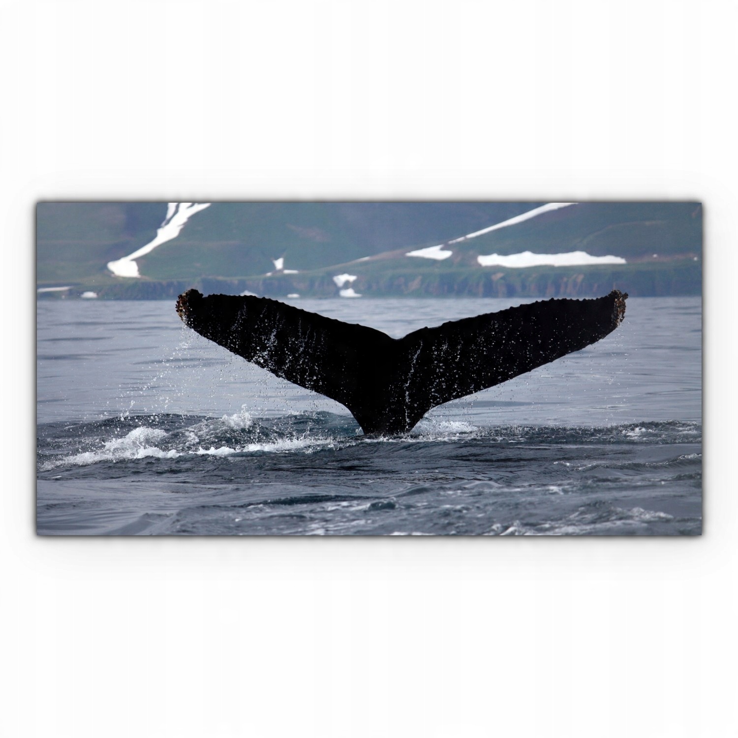 

Obraz Canvas dekoracja 100x50 Wieloryb Ocean Morze