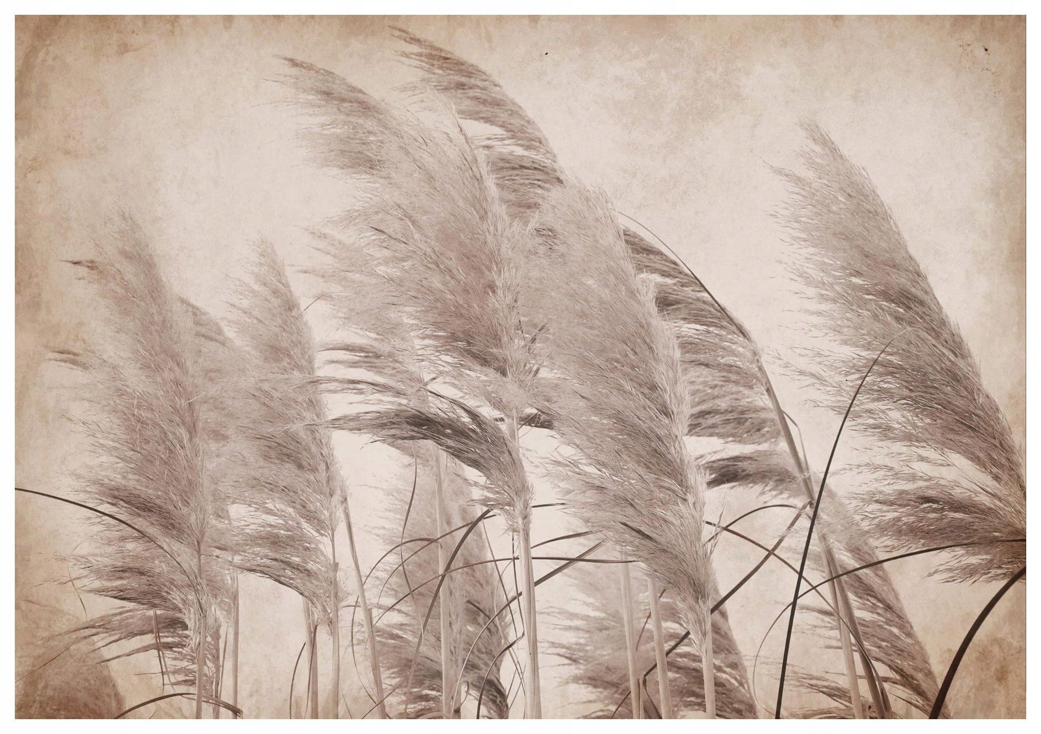 Fototapeta Pampová tráva minimalizmus škandinávsky štýl 368x254 lepidlo