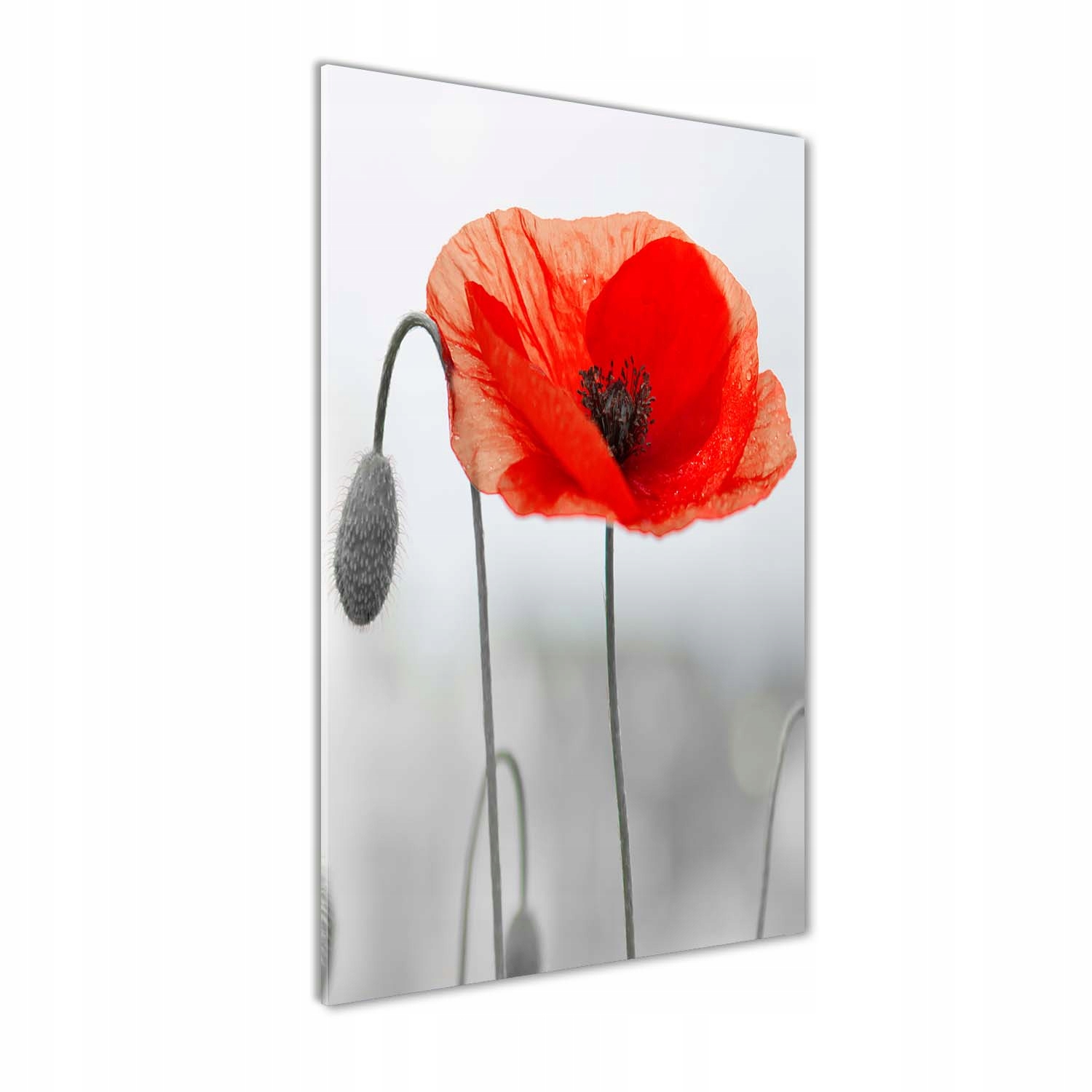 

Foto obraz szkło hartowane Polne maki 60x120 cm