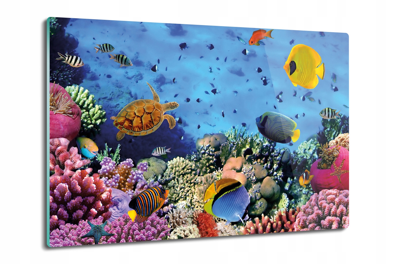 Skleněná kuchyňská deska Fauna korálového útesu 80x52