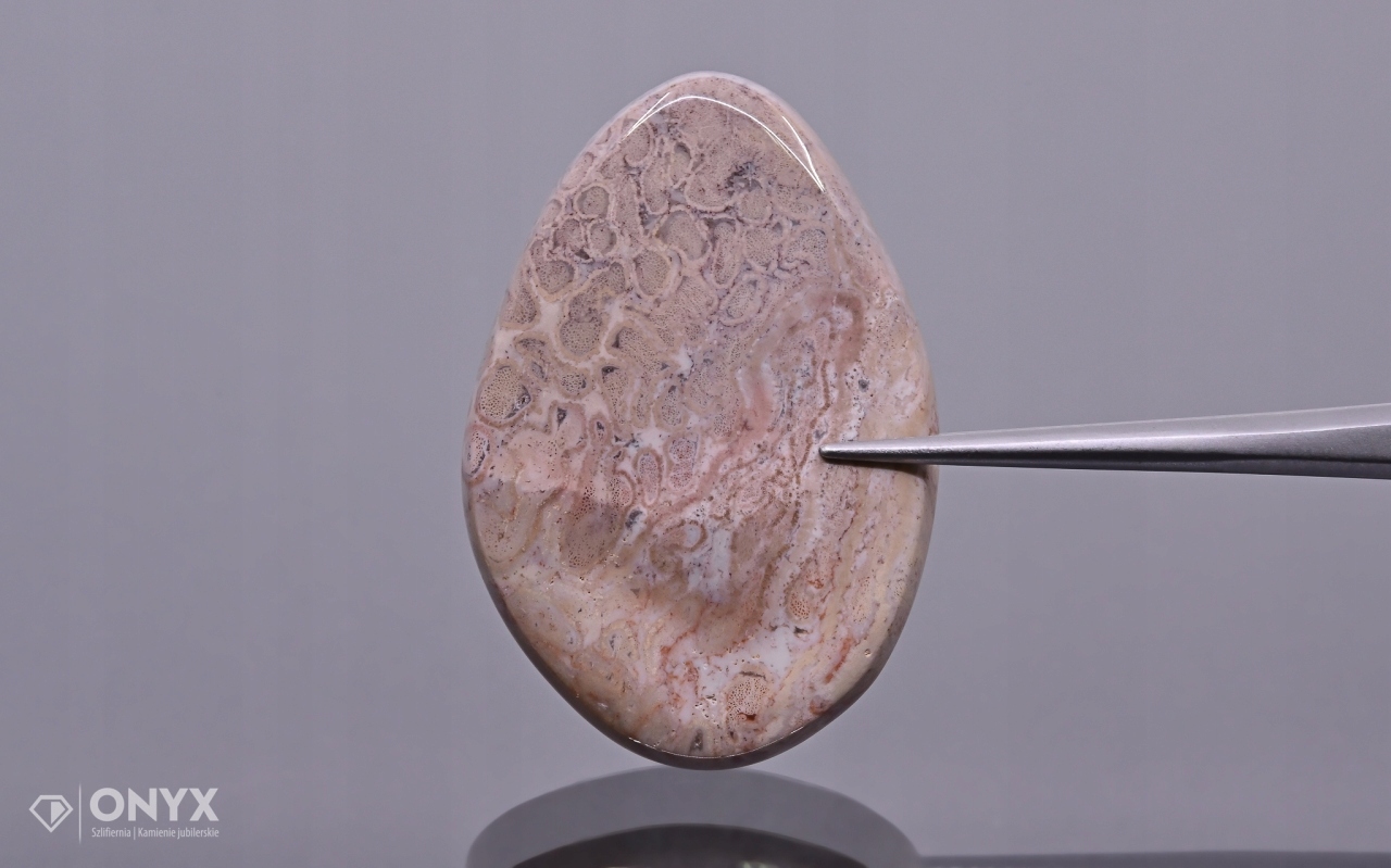 Zkamenělá palma konvexní nepravidelná dlažba 33,5x23 mm