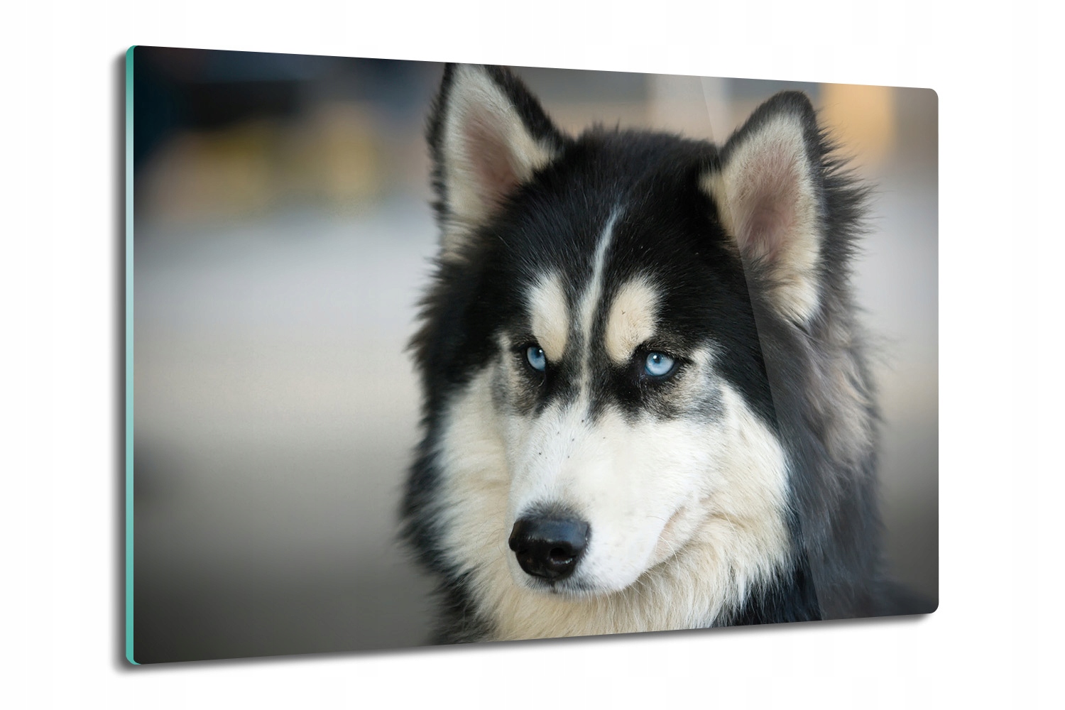 na kuchyňskou desku deska do kuchyně Husky pes 80x52