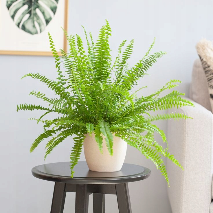 Nephrolepis Exaltata Высокий Папоротник Папоротник Большой