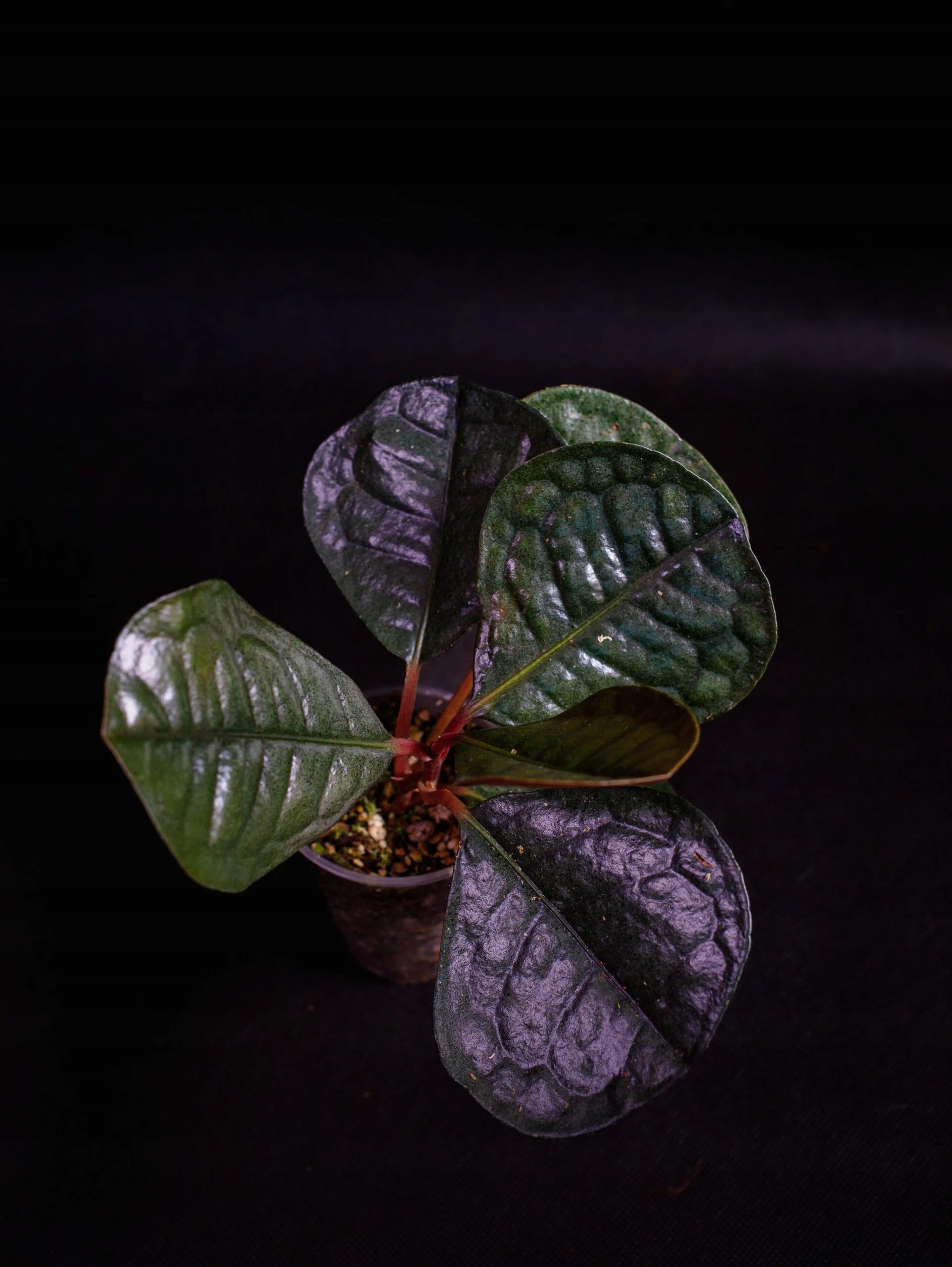 Ardisia sp. "Kulatý list"